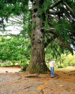 Veronica Barbosa Chile